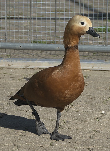 能是一个不